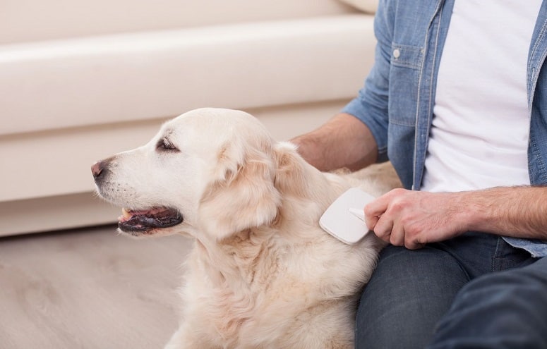 Brushing Labrador