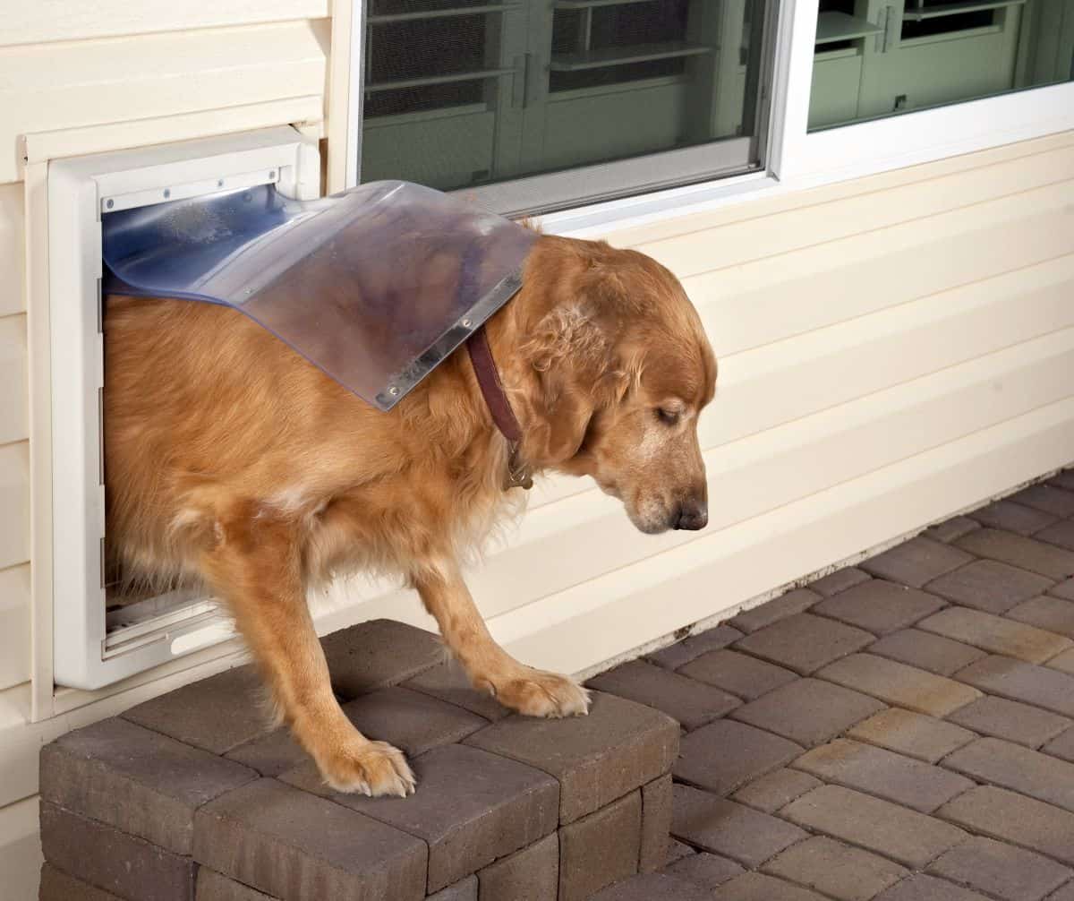 7 Best Dog Doors For Large Dogs In 2022 Canine Weekly