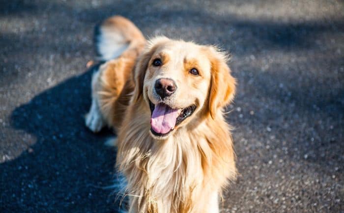 Golden Retriever Double Coat