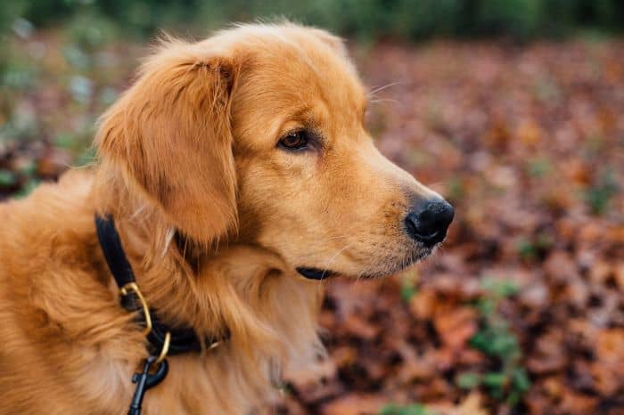 Golden Retriever Hair