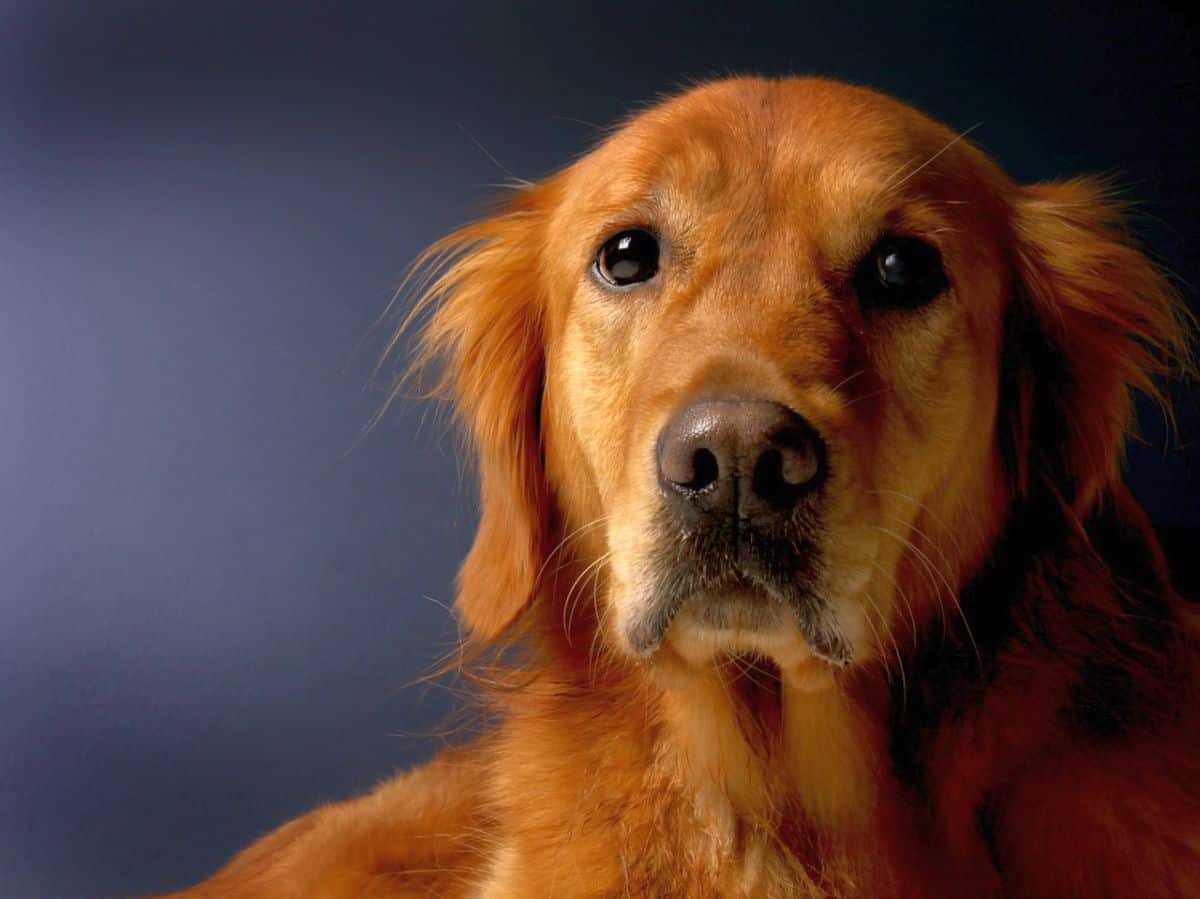 7 Ways to Manage Golden Retriever Shedding - Story Telling Co