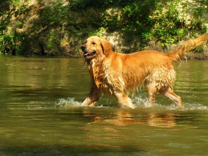 Golden Retrievers Shed