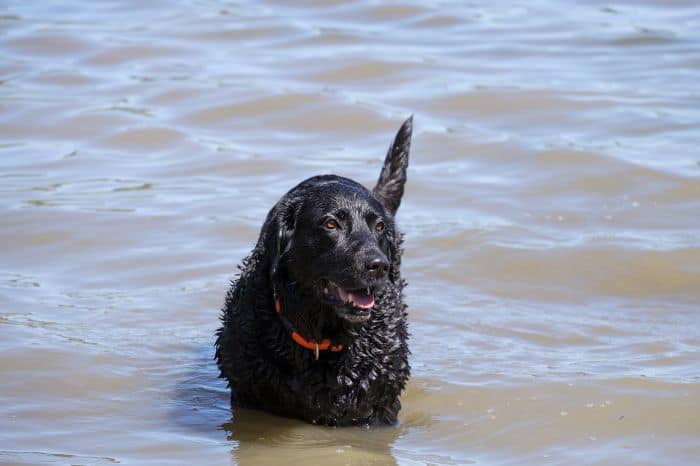 Do Labs Shed A Lot? Labrador Retriever Shedding Guide [2019]