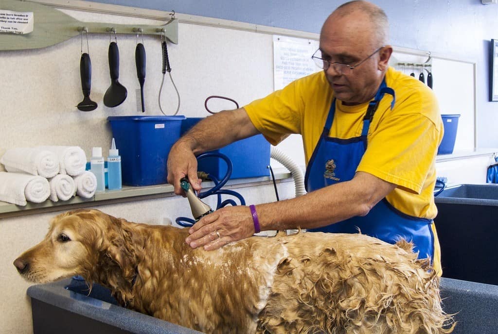 treatments for mange in dogs