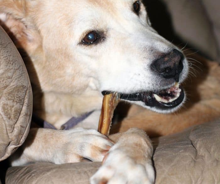 rawhide bones bad for dogs rawhide bones bad for dogs