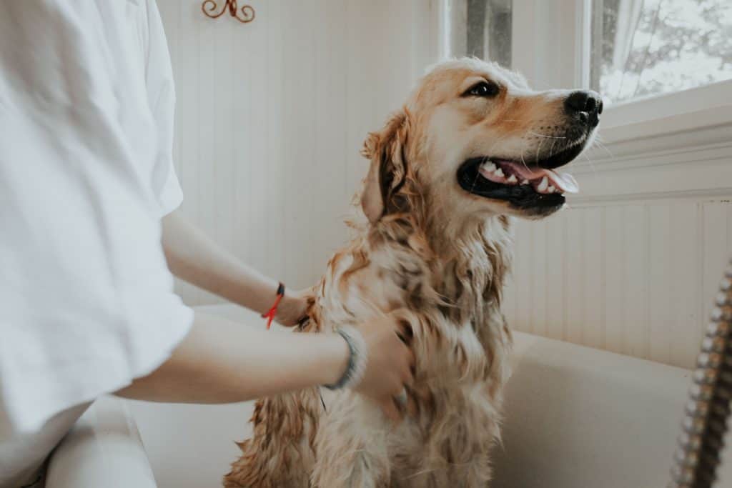 8 Best Dog Shampoos for Itchy Skin and