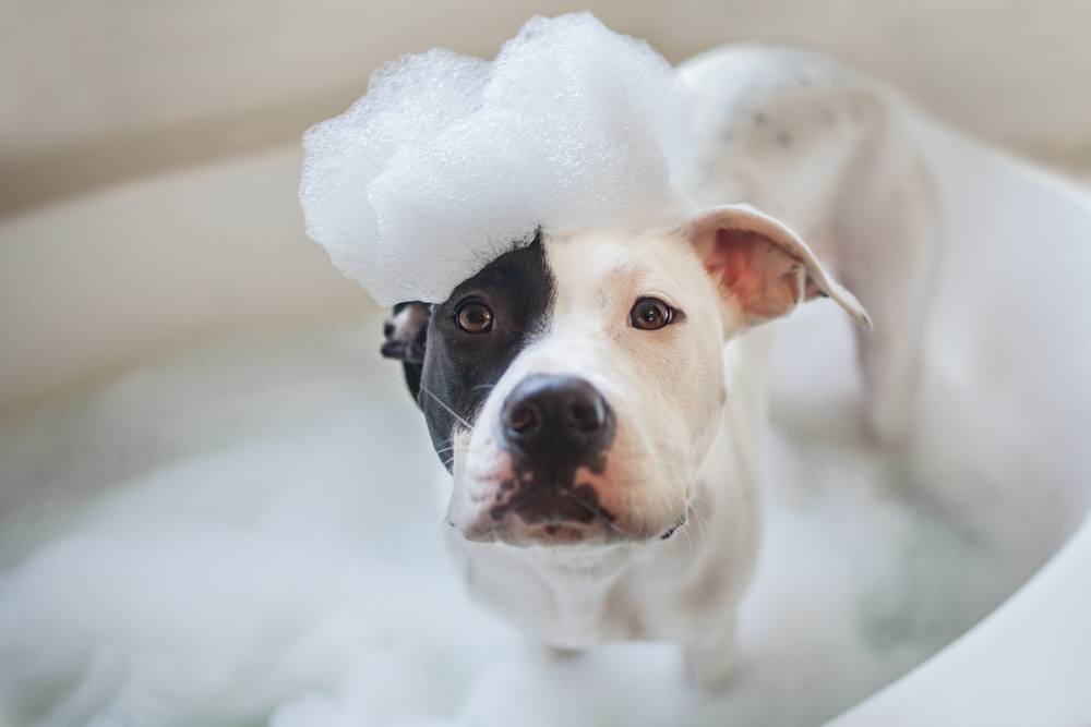 best itchy dog shampoo