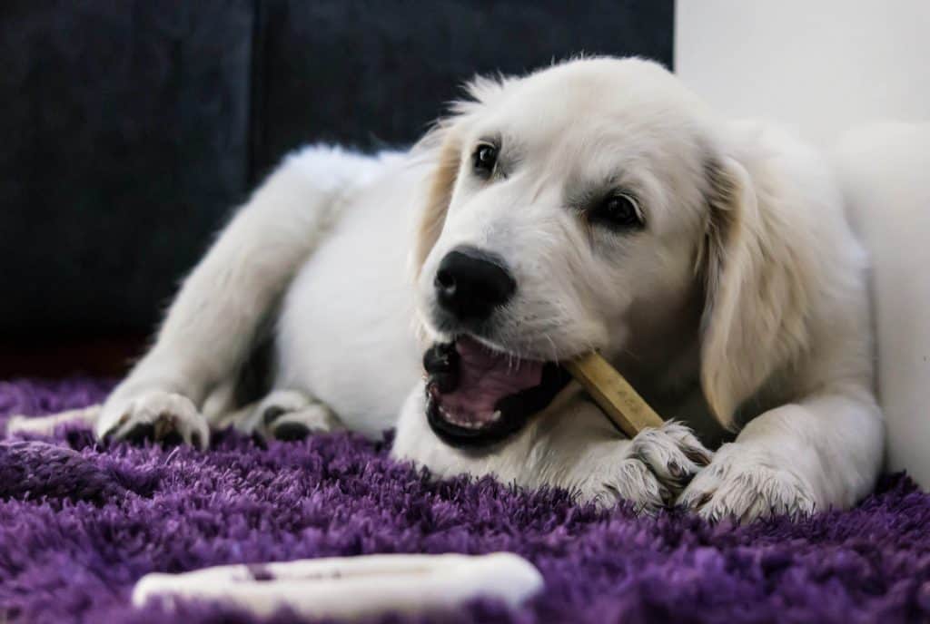 5 Best Safe Dog Bones and Chews for Aggressive Chewers (2019)