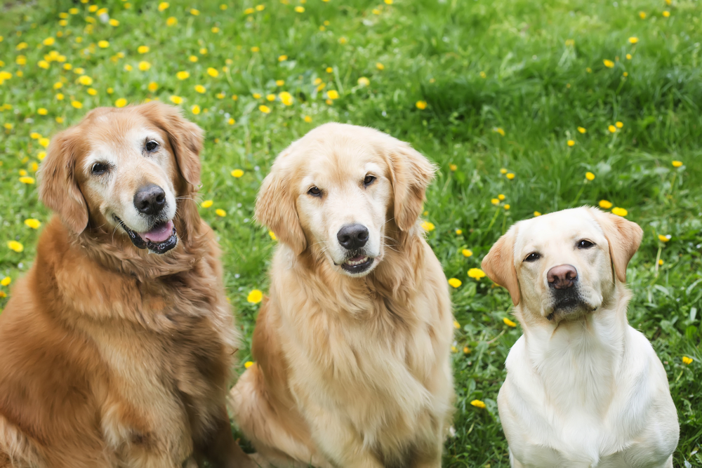 Labrador vs Golden Retriever: Which Breed is Best for You? - LabraDor CompareD To GolDen Retriever