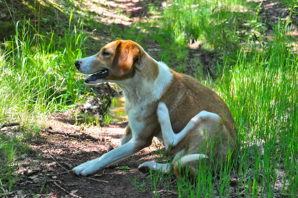 shampoo for itchy dog skin