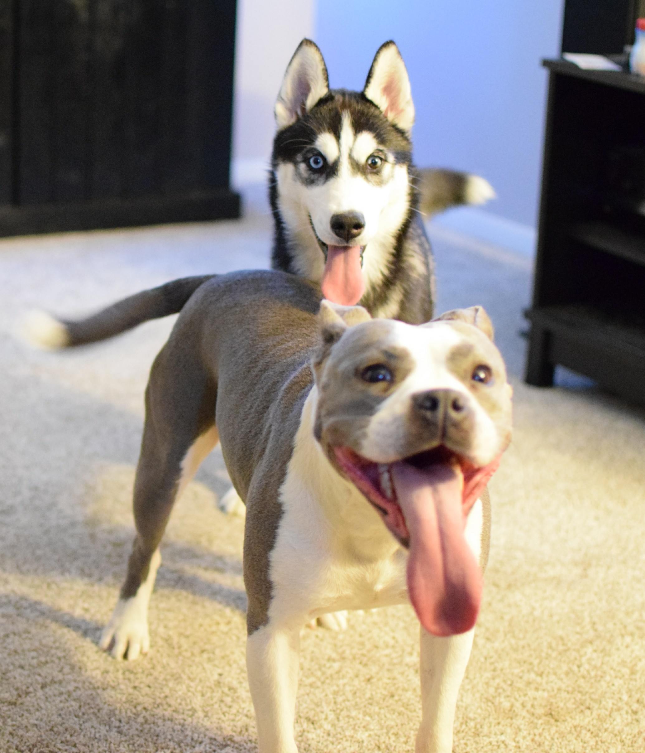 pit mixed with husky