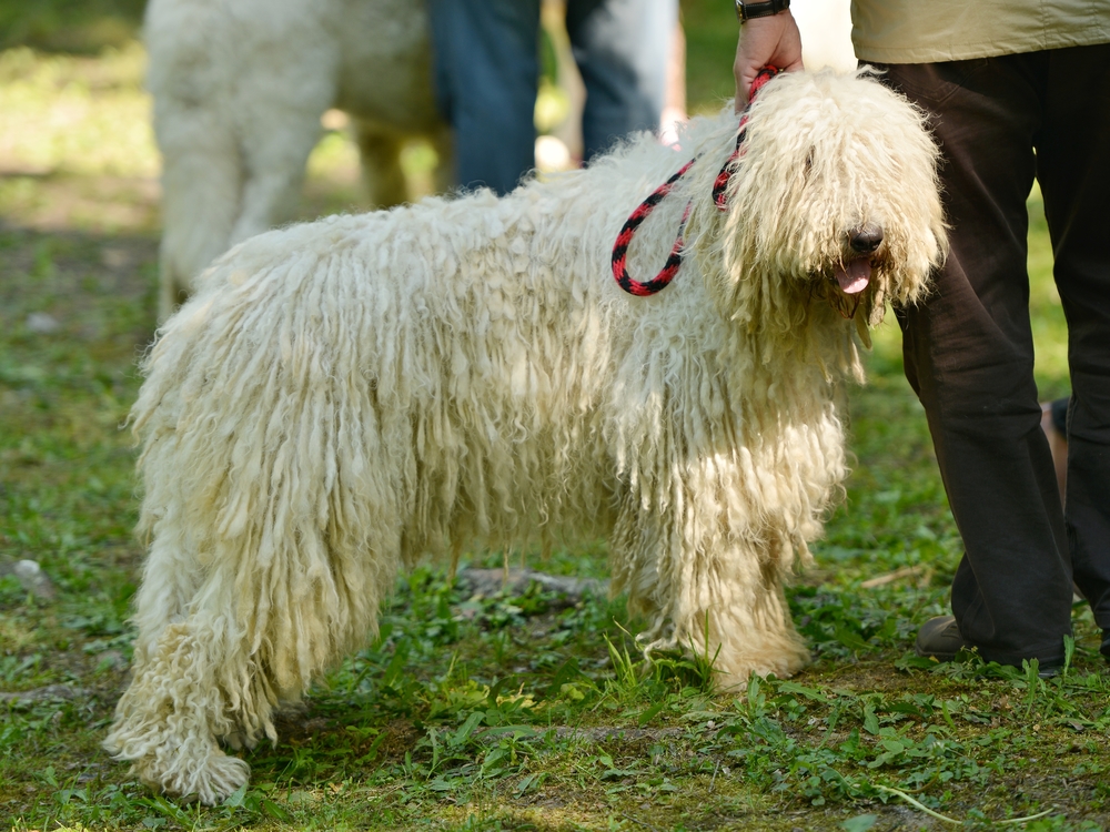 Komondor Dog Important Breed Information and Pictures Canine Weekly