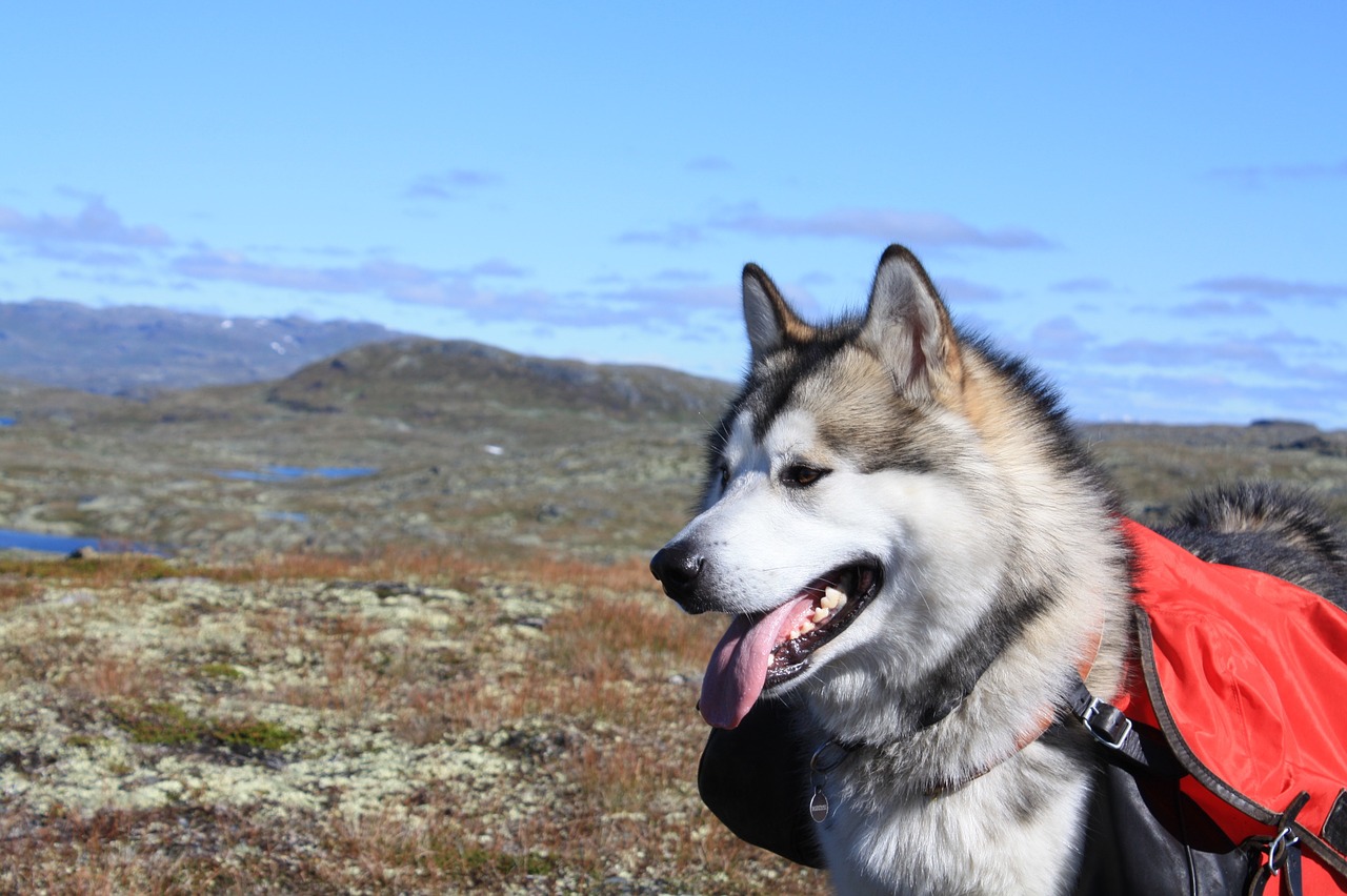 alaskan malamute shedding a lot