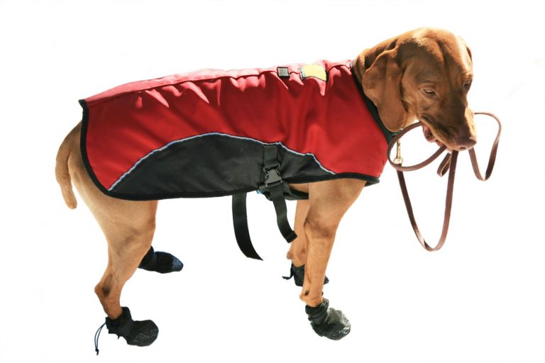 10 Best Dog Boots for Cold Weather, Hiking, and Hot Pavement