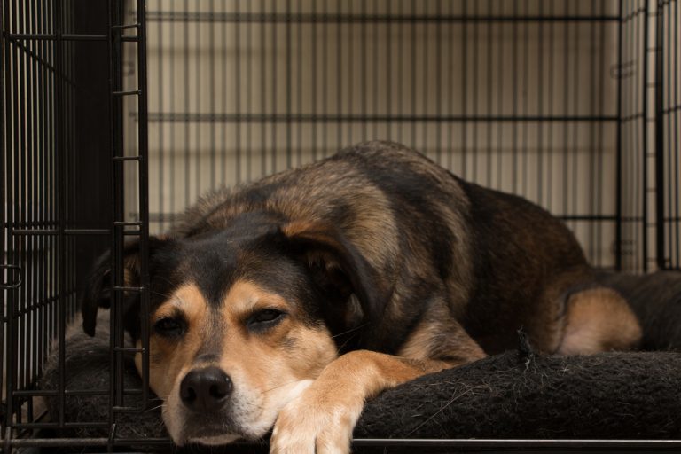 How to Crate Train an Older Dog With Separation Anxiety