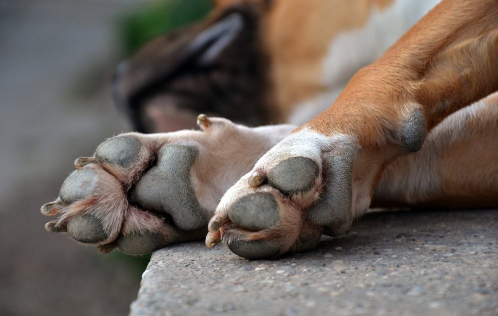 protecting dogs paws in summer