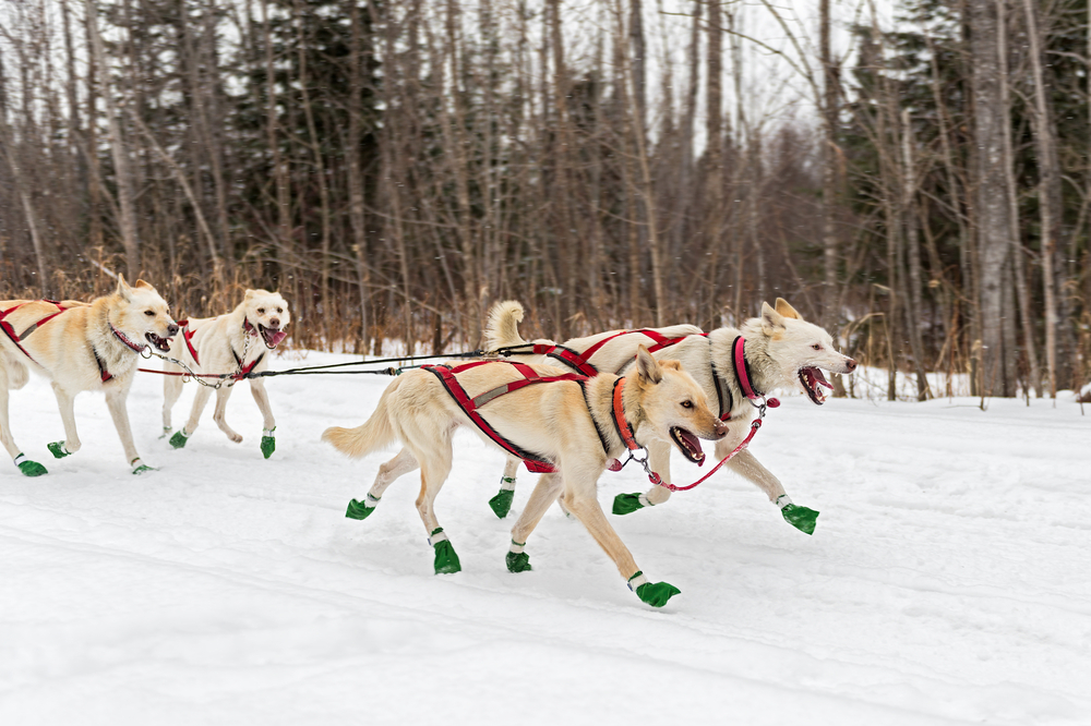 dog booties