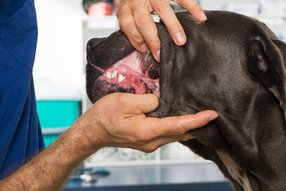 18 Common Health Problems in Large Breed Dogs