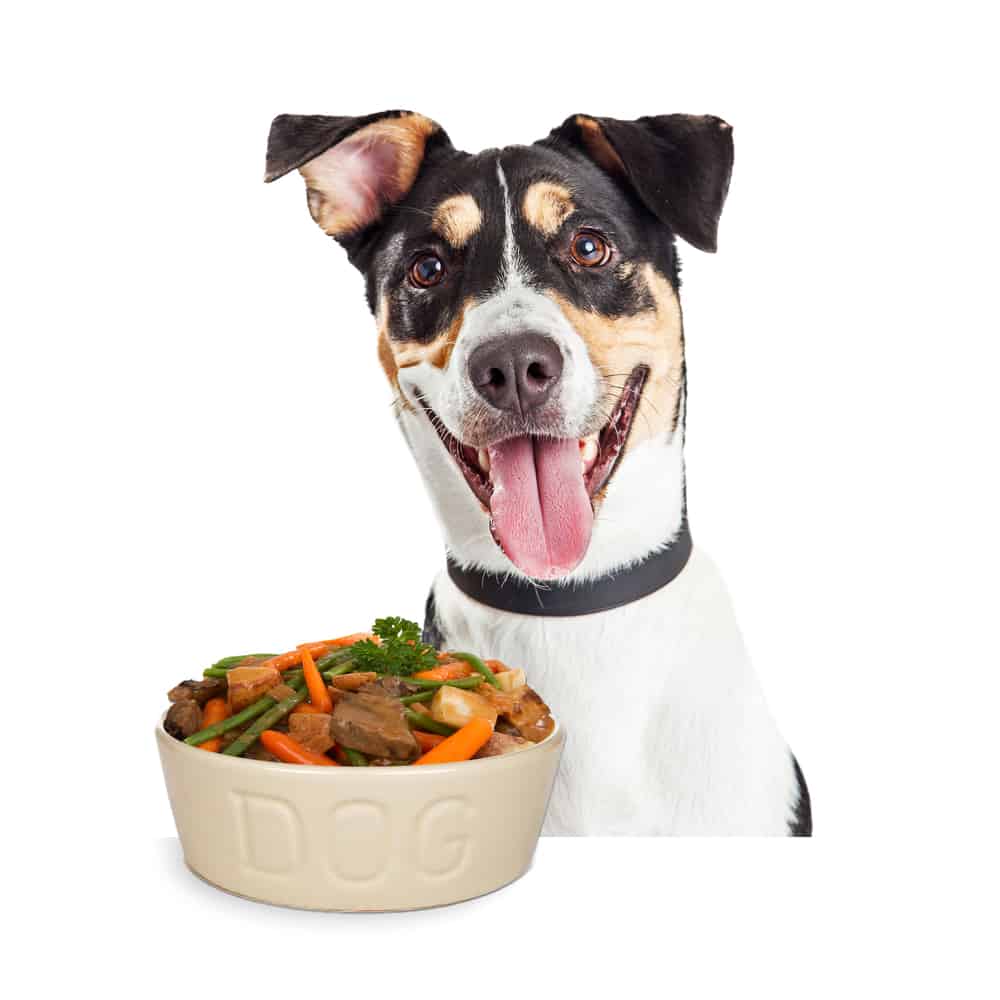 10-best-homemade-dog-food-recipes-for-large-dogs