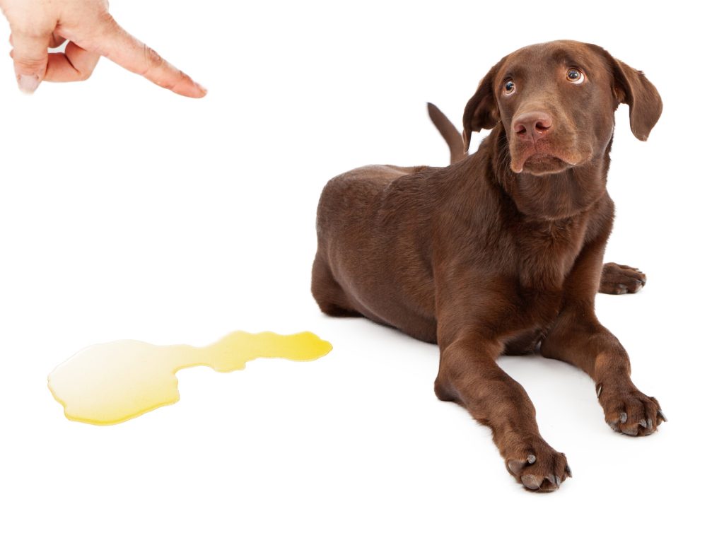 potty training a puppy