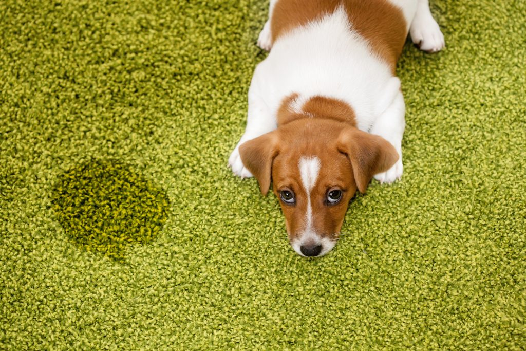 Learn How to Potty Train a Puppy Fast! Canine Weekly