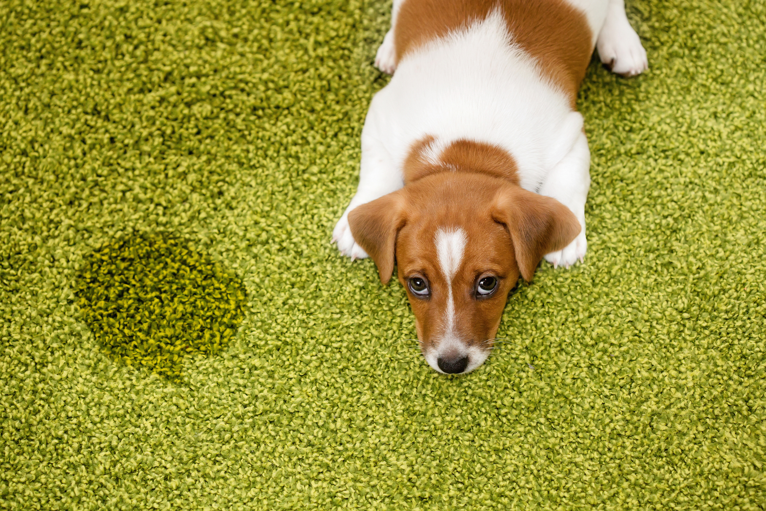 how-to-potty-train-a-dog-fast-expert-tips-for-success-labrador-time