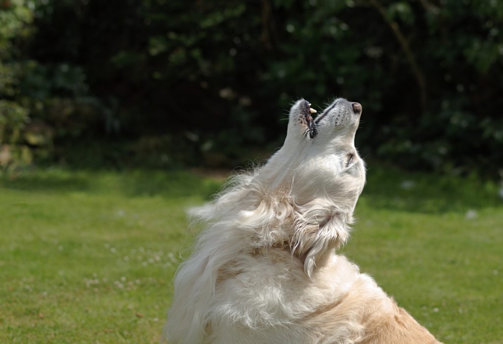 how to stop a dog from barking