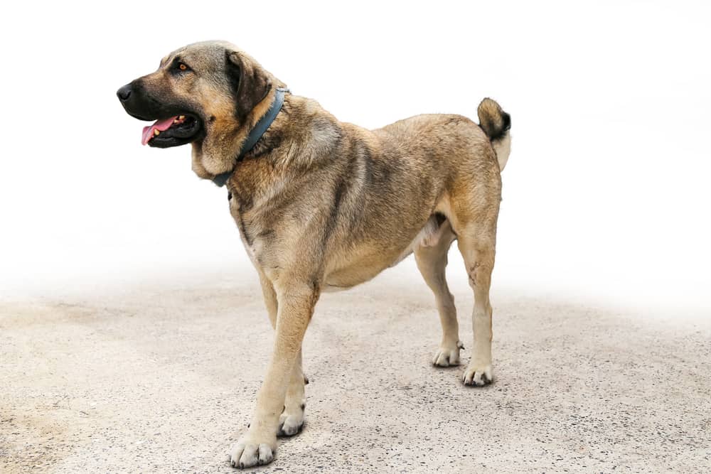 Kangal Dog All About This Protective Breed Canine Weekly