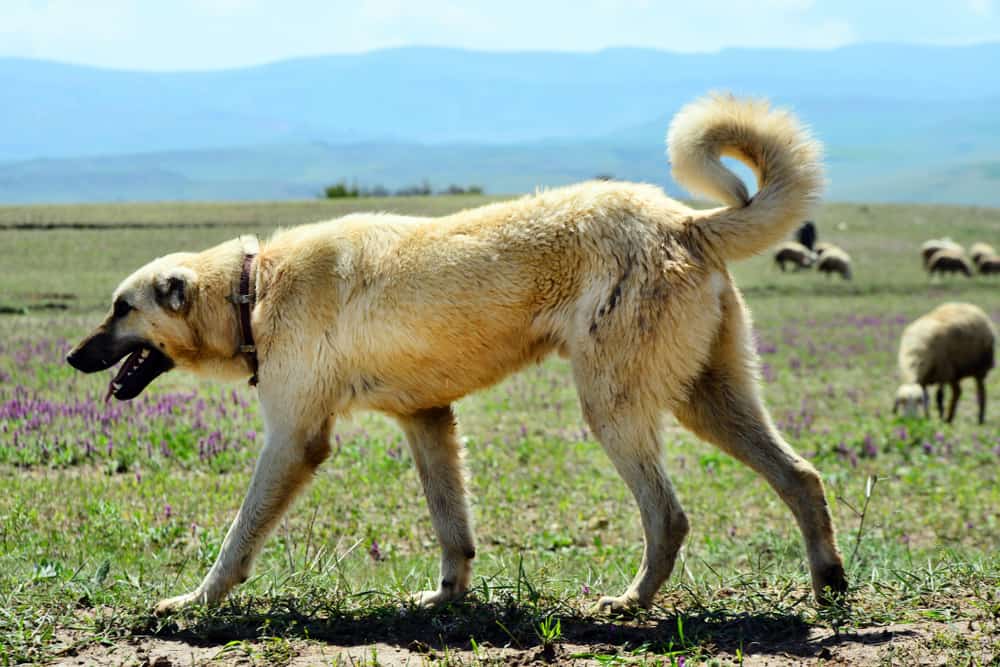 Kangal Dog All About This Protective Breed Canine Weekly