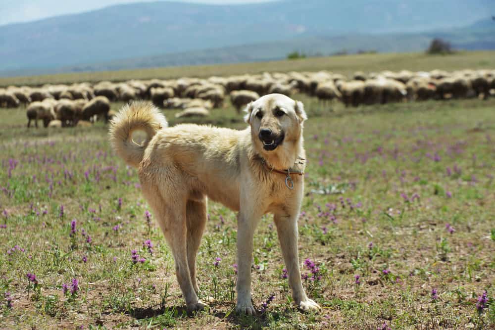 Kangal Dog: All About This Protective Breed | Canine Weekly