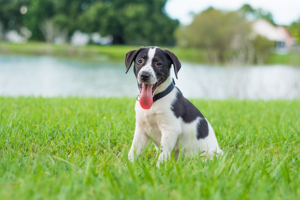 puppy potty training