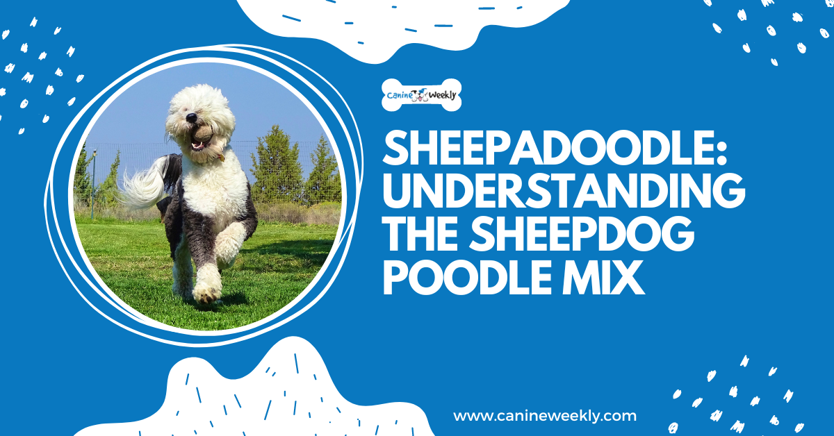 Sheepadoodle: Understanding the Sheepdog Poodle Mix