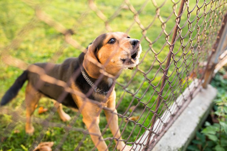 6 Ways to Stop a Dog From Barking When Left Alone Canine Weekly