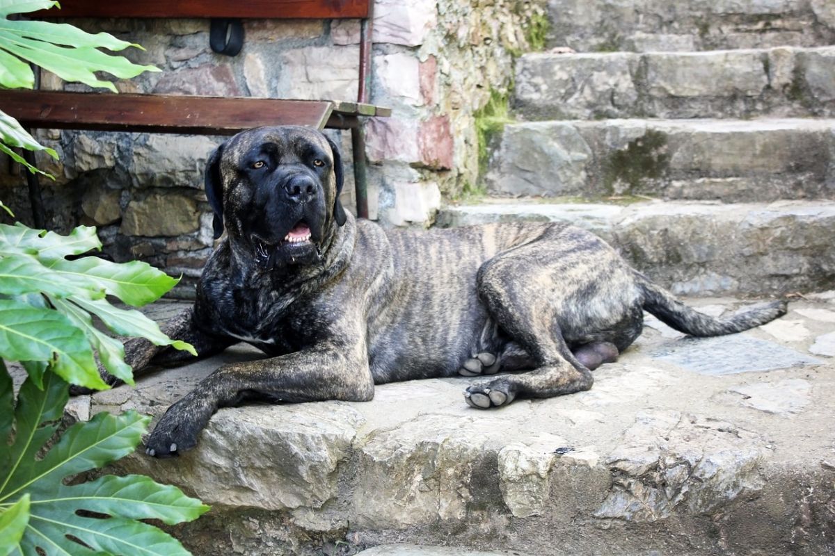 cane corso hypoallergenic