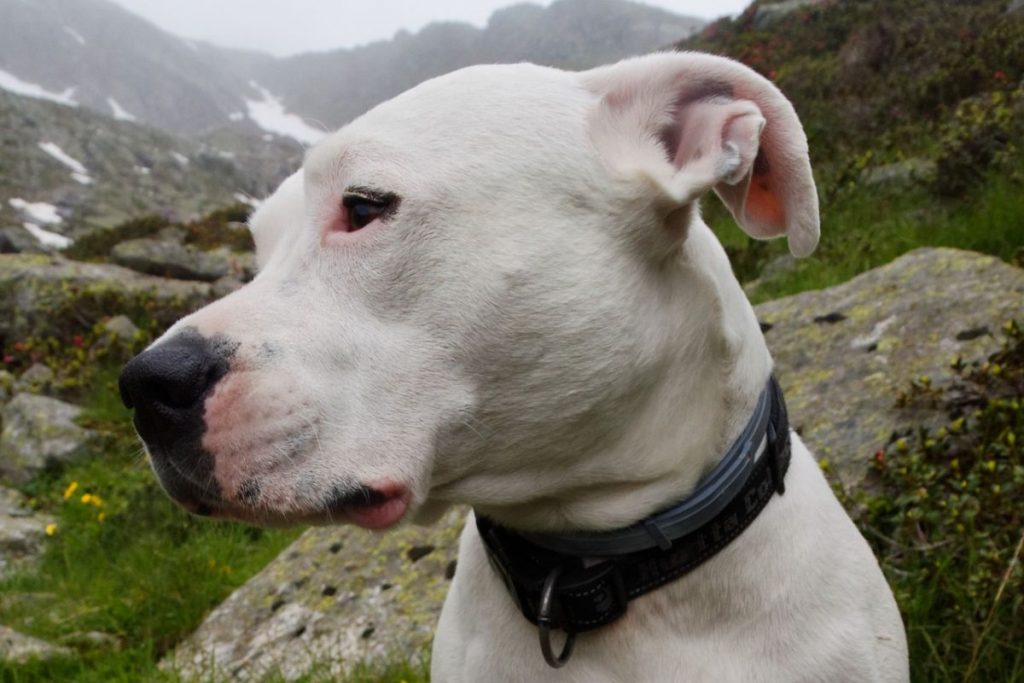 Dogo Argentino Size Temperament And Health