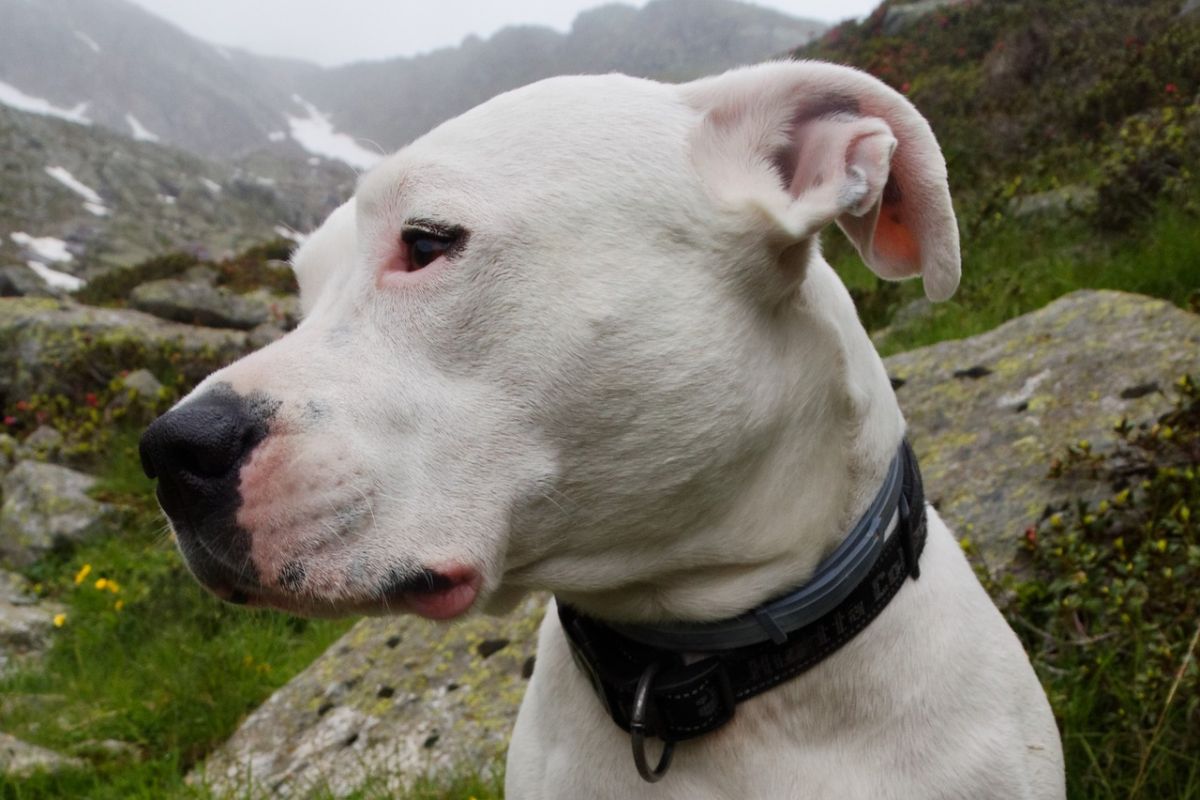 Dogo Argentino: Size, Temperament and Health