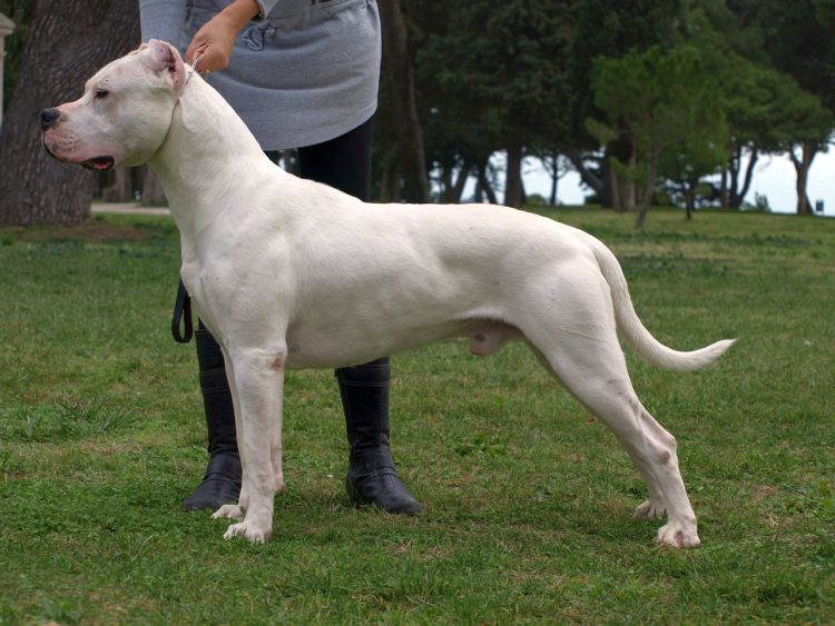 Dogo Argentino: Size, Temperament and Health