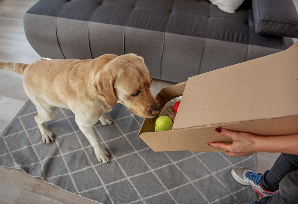 dog subscription box canada