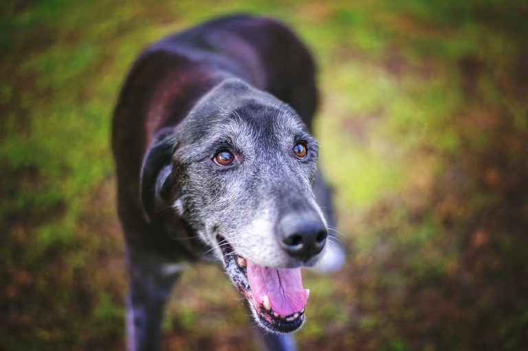 The Best Senior Dog Food for Large Dogs in 2023 | Canine Weekly