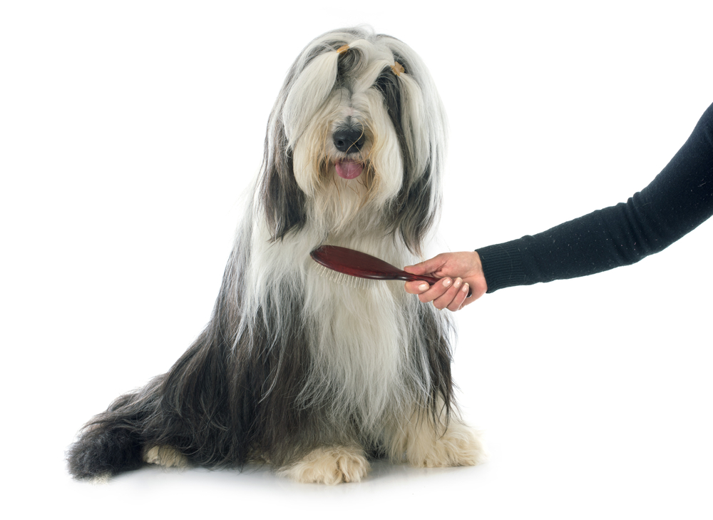 13 Best Dog Brushes for Shedding (Short, Long, and Thick Fur)