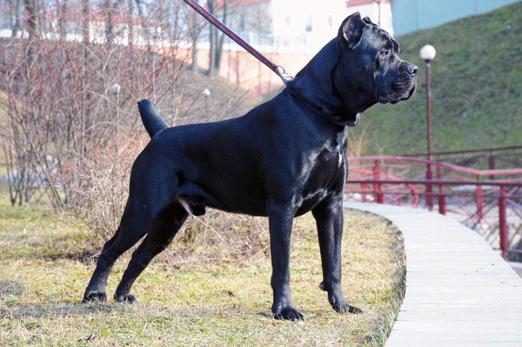 What is a big black furry dog?