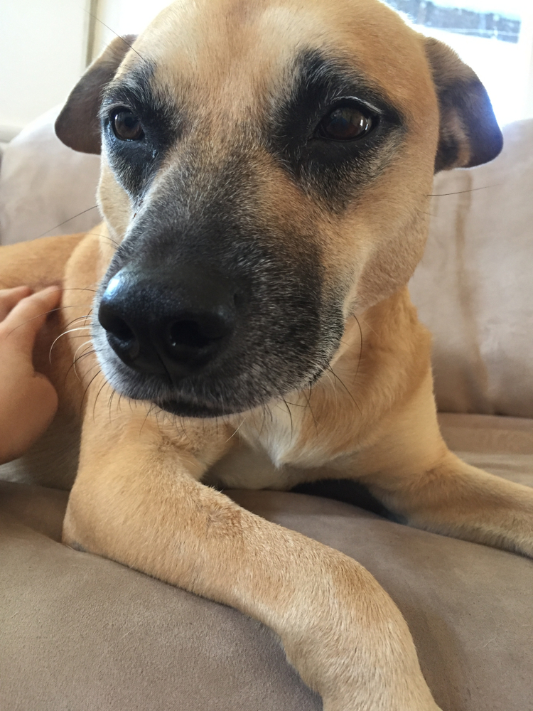 Sedatives for Dogs Using Medications for Dog Anxiety