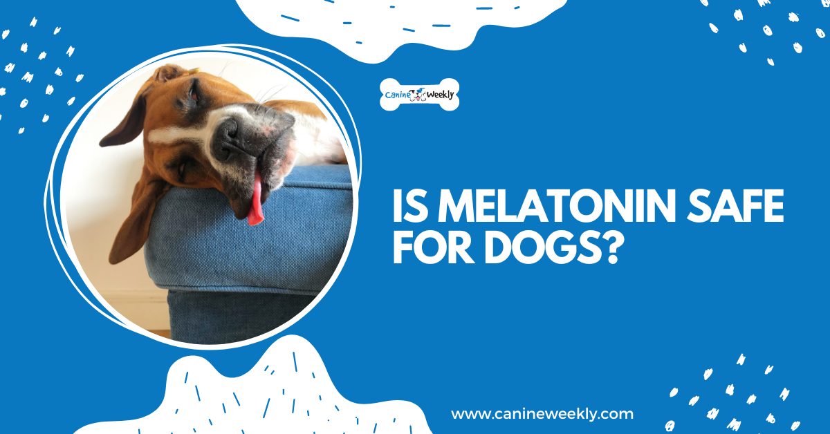 Is Melatonin Safe for Dogs? Let's Discuss! | Canine Weekly - What Happens If Dog Eats Melatonin