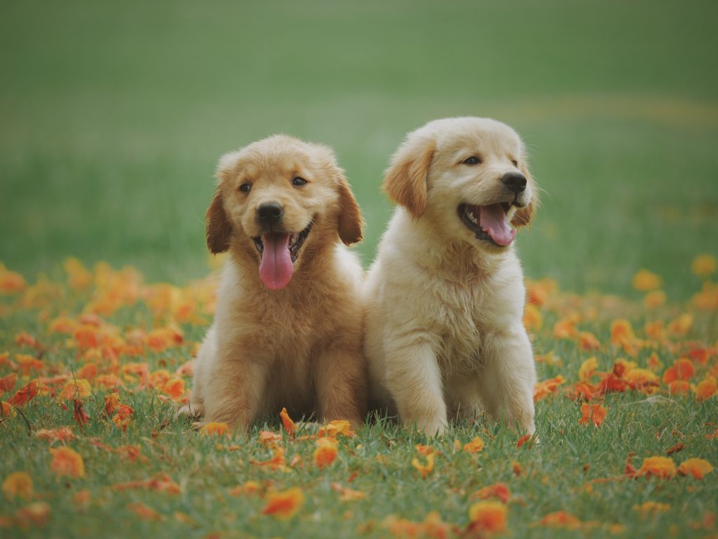 how to socialize a puppy