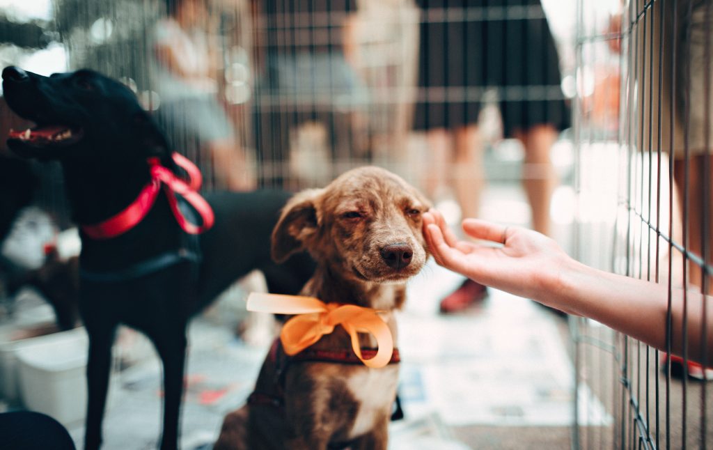 puppy socialization