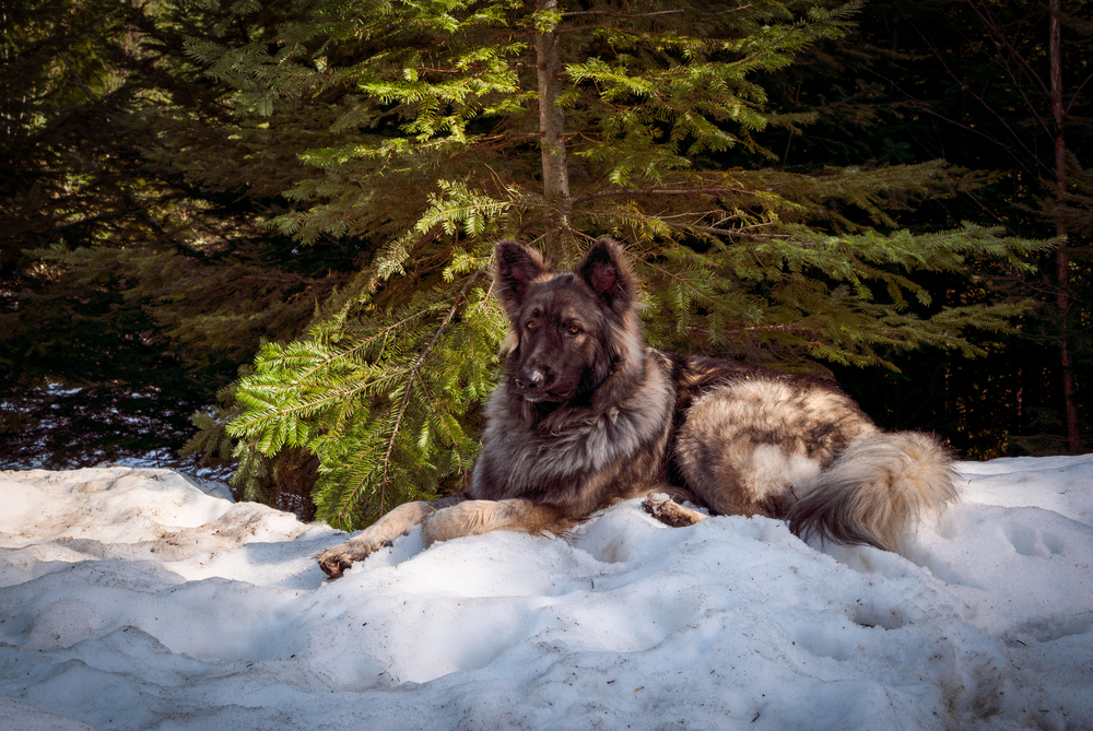 Shiloh Shepherd Are Shilohs the Ultimate Family Dog?