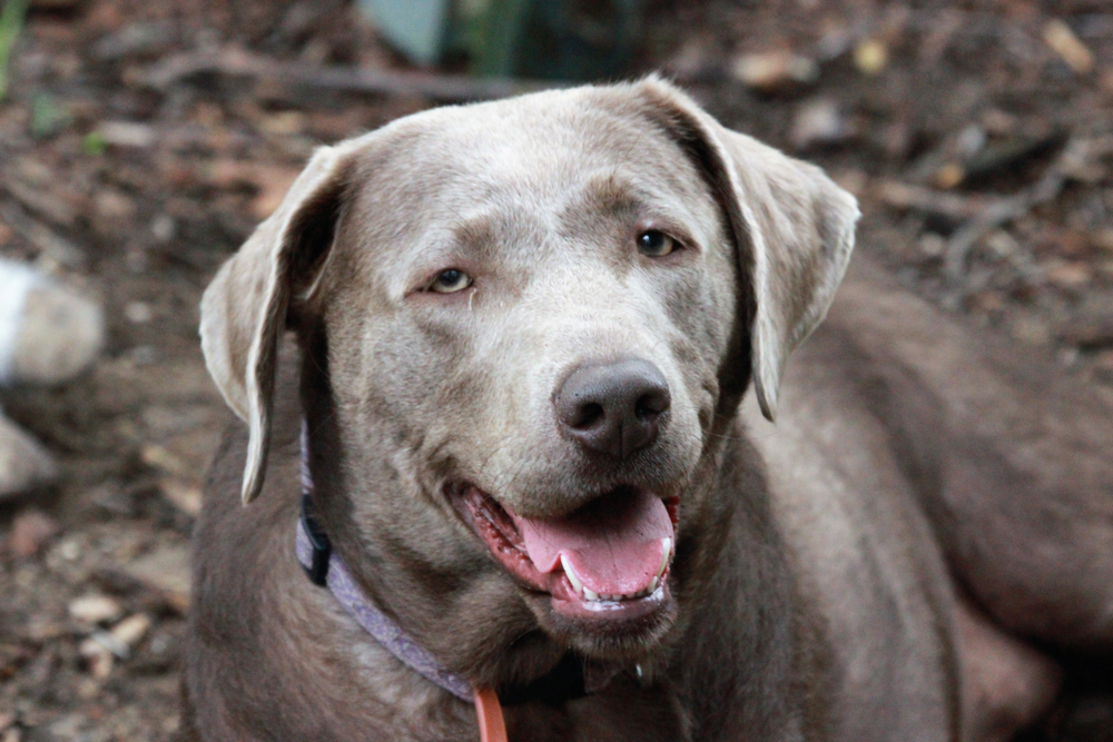 Silver Lab All About The Unique Silver Labrador