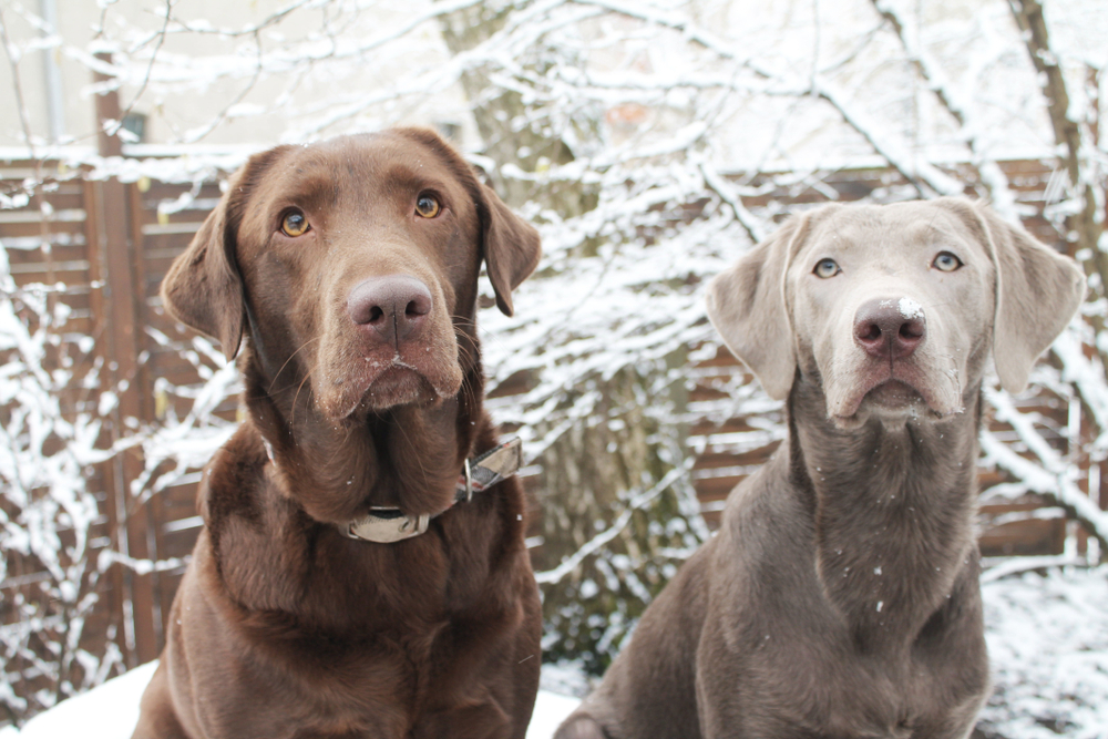 Silver Lab All About The Unique Silver Labrador