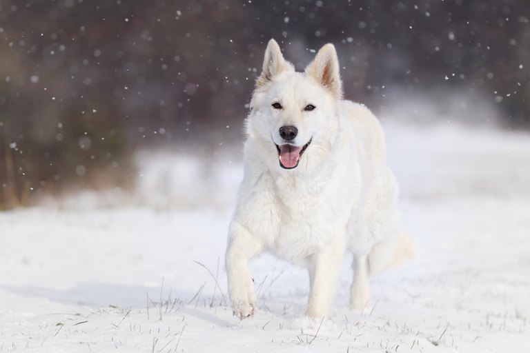 White German Shepherd: Are They Different From Other GSDs?