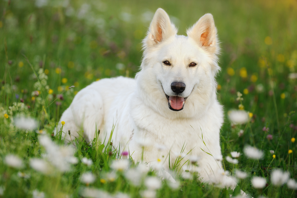 White German Shepherd: Are They Different From Other GSDs?